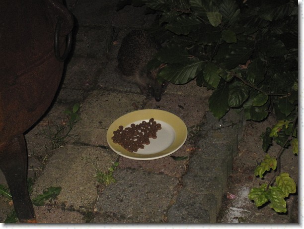 Klik hier voor de originele foto